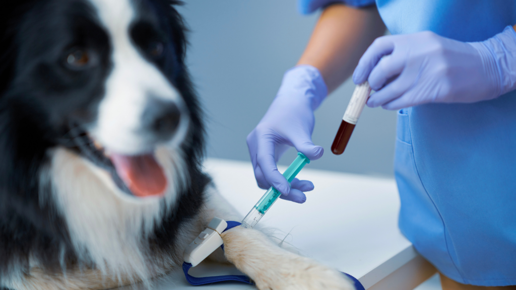 Cachorro - Shurasvet veterinária e PetShop