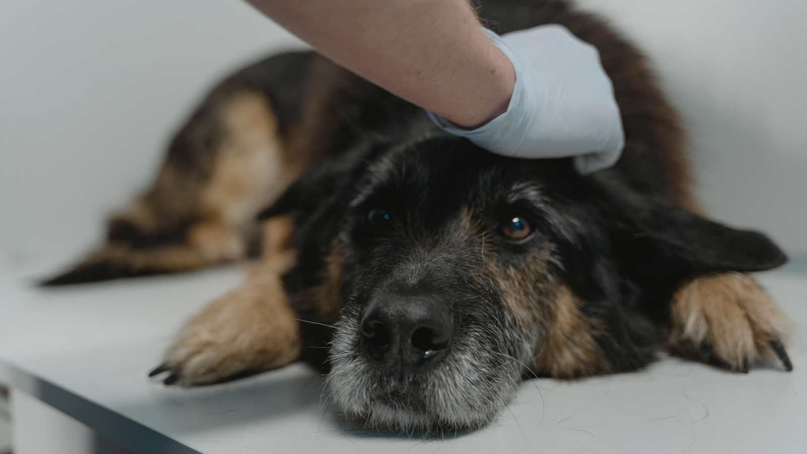 Quais sinais indicam que um animal está doente?