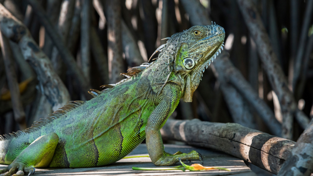 Animal Silvestre - Shurasvet
